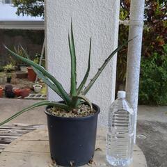 アガベ　キシロナカンサ　ブルー　他