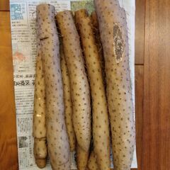 北栄町産 長芋 訳あり 3kg 折れ キズ ながいもの画像