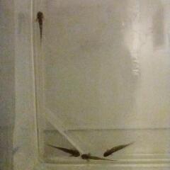 ウーパールーパー稚魚の画像