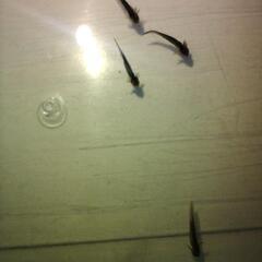 ウーパールーパー稚魚の画像