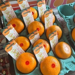 【在庫10】山口県産清美✖︎ポンカンのいいとこどり春みかん🍊ゆめほっぺ