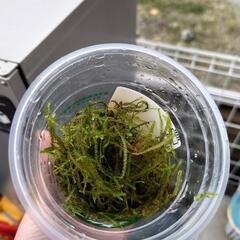 ※今だけ特価　水草　ウィローモスの画像