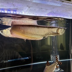 最終値下げ　アロワナ　45cm程　熱帯魚　の画像