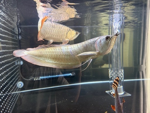 最終値下げ　アロワナ　45cm程　熱帯魚　