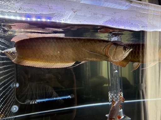 最終値下げ　アロワナ　45cm程　熱帯魚　