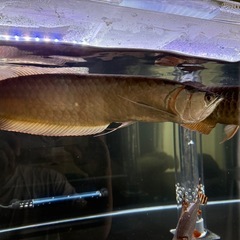 最終値下げ　アロワナ　45cm程　熱帯魚　の画像