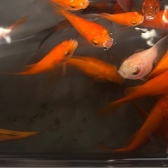 27日　メダカ販売　滝沢ビックルーフ - 滝沢市