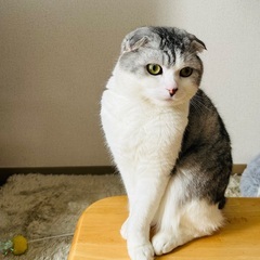 ご家族様決定！スコティッシュフォールドの男の子　3歳6ヶ月　