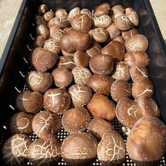 原木椎茸　生椎茸　朝取り　お一人様