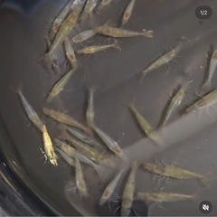 ミナミヌマエビ20匹