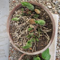 花⑥－1　エビネ   取引中