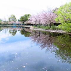 【SAD】4月9日(水)お花見交流会 

