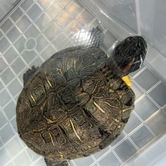 ミドリガメ　メス　大きめ　里親募集