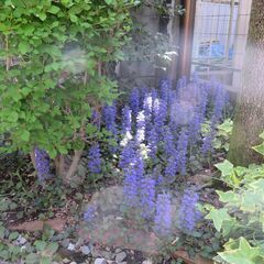 花　④　アジュガ（十二単）　の画像