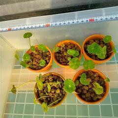 ウォーターコイン(ウォーターマッシュルーム)の画像