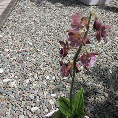 花⑥－1　エビネ   取引中の画像