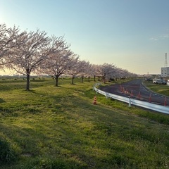 江戸川沿いで桜、菜の花ランしませんか