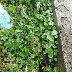 ウォーターコイン(ウォーターマッシュルーム)の画像