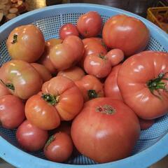 箱売り　訳ありトマト