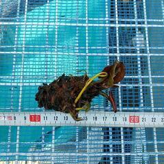 ❮お話し中❯温帯睡蓮  白色の画像