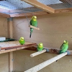 受付終了します。セキセイインコ　代理投稿
