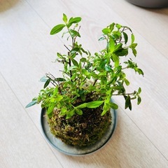 クフェア苔玉の画像