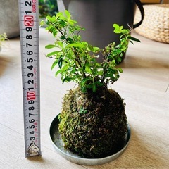 クフェア苔玉の画像