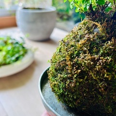 クフェア苔玉の画像