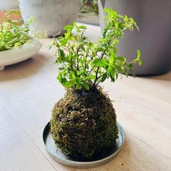 クフェア苔玉