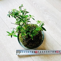 クフェア苔玉の画像