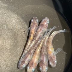 メダカ　三色系統　若魚　3ペア　予約可能  