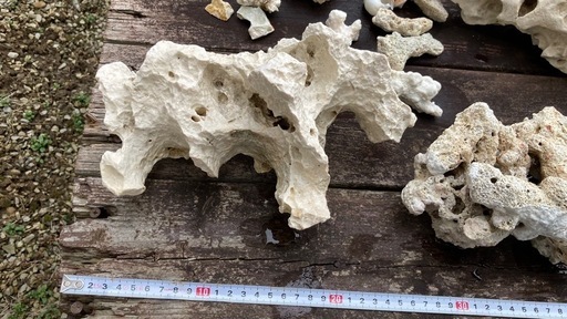 ライブロック 白化 水槽装飾 水質浄化 ろ材