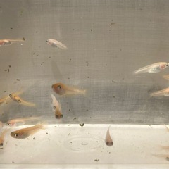受付終了　メダカ　稚魚（ピンク、オレンジ、白系 ）の画像