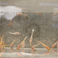 受付終了　メダカ　稚魚（ピンク、オレンジ、白系 ）の画像