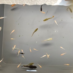 受付終了　メダカ　稚魚（ピンク、オレンジ、白系 ）の画像