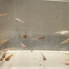 受付終了　メダカ　稚魚（ピンク、オレンジ、白系 ）の画像