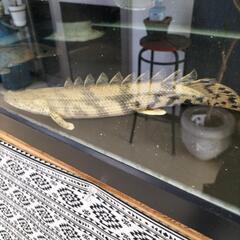 引渡決定　エンドリの画像