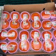 甘夏の最上級グレード✨鹿児島県産🍊紅さわ香