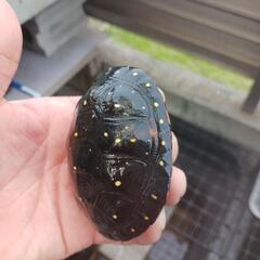 キボシイシガメ 23～22 CB　約80㎜ − 兵庫県