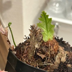 ドリナリアSPの画像