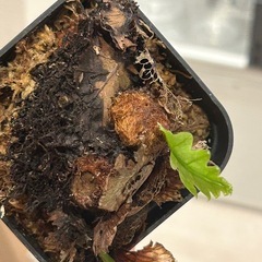 ドリナリアSPの画像