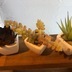 ランキングキーワードに紐づく投稿画像-多肉植物