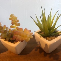 ★フェイク　多肉植物★3種セットの画像