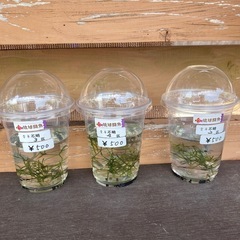 琉球闘魚