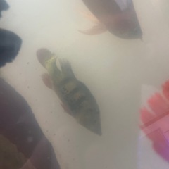 ※今週のみキクラケルベリー約33cmの画像