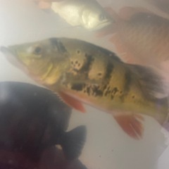 ※最終値下げ　キクラケルベリー約33cm