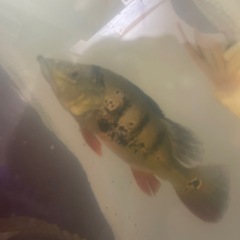 ※今週のみキクラケルベリー約33cmの画像