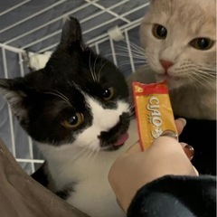 猫用品のご支援をお願いします🙇🏼‍♀️🙌🏻