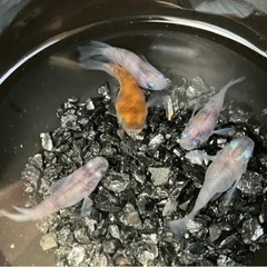 【小城メダカ】ラメダルマB級🐟の画像