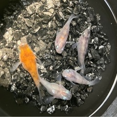 【小城メダカ】ラメダルマB級🐟